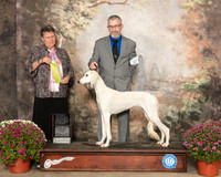 Saluki #6 Sat OHRBIS Judge Stephanie Hedgepath