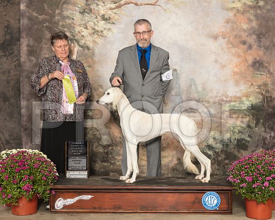 Saluki #6 Sat OHRBIS Judge Stephanie Hedgepath_SSR_4195-Cntn2018-HR3