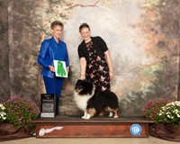 Shetland Sheepdog #25 sat BSweeps Judge Cynthia Roberts