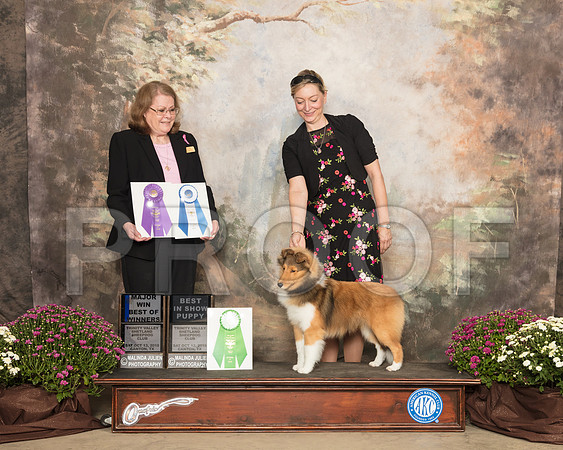 Shetland Sheepdog #34 Sat BPuppy BOW Judge Sandra Staffan_SSR_4023-Cntn2018-HR3