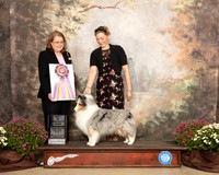 Shetland Sheepdog #40 Sat BOB Judge Sandra Staffan