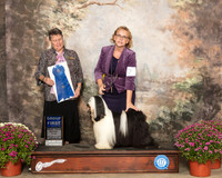 Tibetan Terrier #7 Sat G1 Judge Stephanie Hedgepath