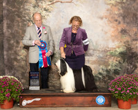 Tibetan Terrier #7 Sat RBIS Judge Dr Gareth Morgan Jones