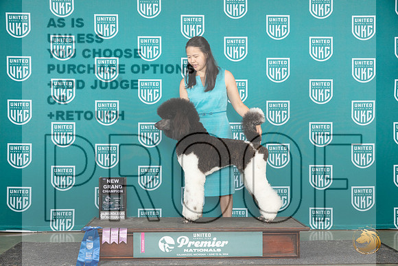 Poodle Std MC #1340 card__JP_3106_Premier_2024_HR3