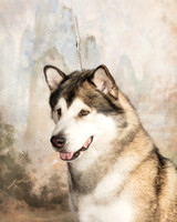 Alaskan Malamute Amber