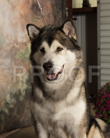 Alaskan Malamute Amber_SSR_4238-Cntn2018-HR3