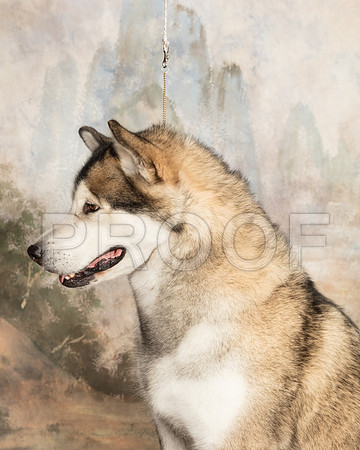 Alaskan Malamute Amber_SSR_4241-Cntn2018-HR3