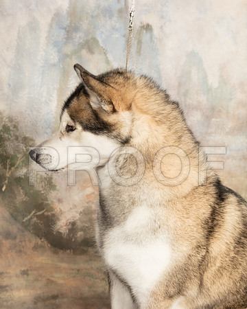 Alaskan Malamute Amber_SSR_4243-Cntn2018-HR3