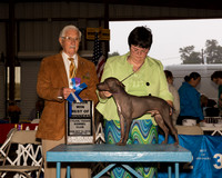 American Hairless Terrier #11 Sun BOW Maj Judge Charles Trotter