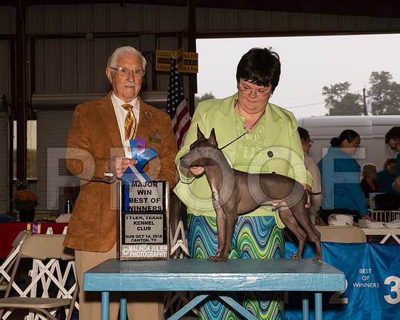 American Hairless Terrier #11 Sun BOW Maj Judge Charles Trotter__ST_9785-Cntn2018-HR3
