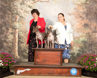 American Hairless Terrier Wedding Portrait