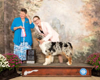 Australian Shepherd #16 Sun BOS Maj Judge Stephanie Hedgepath