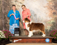 Australian Shepherd #17 Sun BOW Maj NCh Judge Stephanie Hedgepath
