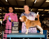 Beagle 15 #8 Sun WB Judge Linda Clark