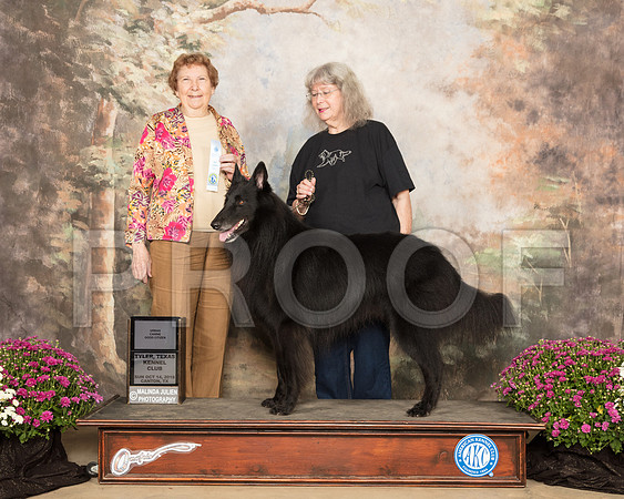 Belgian Sheepdog #5 Sun Urban CGC Judge Laurie Telifair_SSR_4270-Cntn2018-HR3
