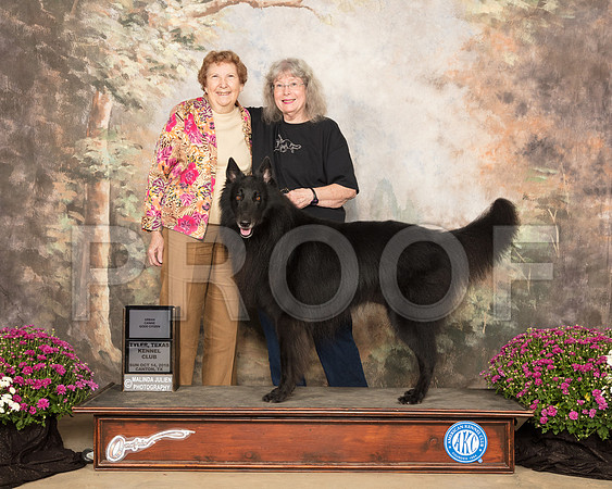 Belgian Sheepdog #5 Sun Urban CGC Judge Laurie Telifair_SSR_4274-Cntn2018-HR3