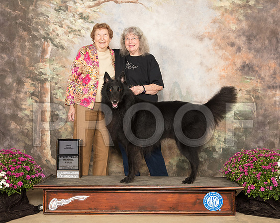 Belgian Sheepdog #5 Sun Urban CGC Judge Laurie Telifair_SSR_4275-Cntn2018-HR3