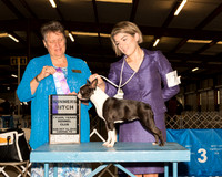 Boston Terrier #10 Sun WB Judge Stephanie Hedgepath