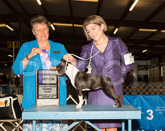 Boston Terrier #10 Sun WB Judge Stephanie Hedgepath__ST_9777-Cntn2018-HR3