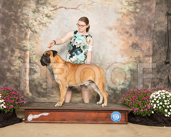 Bullmastiff LEFTY_SSR_4224-Cntn2018-HR3