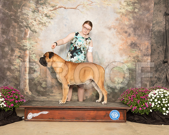 Bullmastiff LEFTY_SSR_4226-Cntn2018-HR3