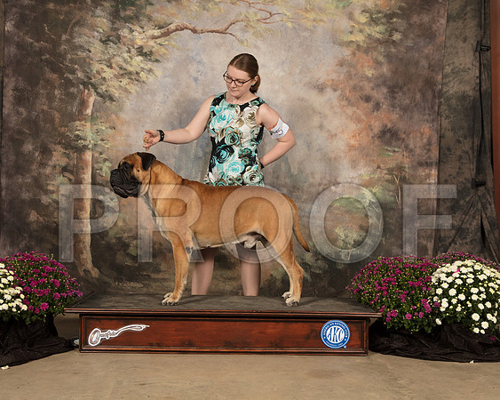 Bullmastiff LEFTY_SSR_4231-Cntn2018-HR3