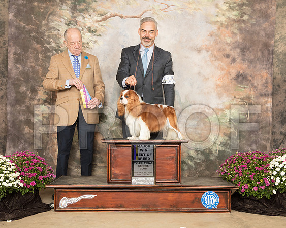 Cavalier King Charles #19 Sun BOB Maj Judge Dr Gareth Morgan Jones_SSR_4292-Cntn2018-HR3