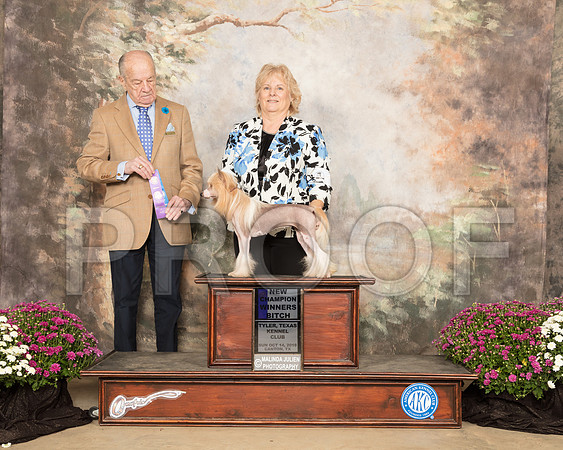 Chinese Crested #6 Sun WB NCh Judge Gareth Morgan Jones_SSR_4289-Cntn2018-HR3