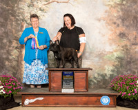 French Bulldog #23 Sun BOB Judge Stephanie Hedgepath