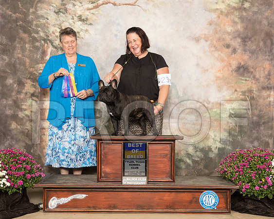 French Bulldog #23 Sun BOB Judge Stephanie Hedgepath_SSR_4263-Cntn2018-HR3