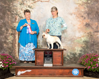 French Bulldog #6 Sun WB BOS Judge Stephanie Hedgepath