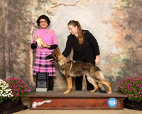 German Shepherd Dog #24 Sun PG4 Judge Linda Clark