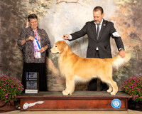 Golden Retreiver #33 Sun Judge Stephanie Hedepath