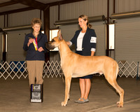 Great Dane #5 Sun BOB Judge Patricia Trotter