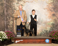 Manchester Terrier #10 Sun BOB Judge Dr Gareth Morgan Jones