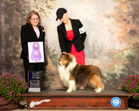 Shetland Sheepdog #17 SAT WD Judge Sandra Staffan
