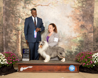 Shetland Sheepdog #29 Sun WD Judge Roderick Thompson