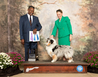 Shetland Sheepdog #32 Sun BOW Maj NCh Judge Roderick Thompson