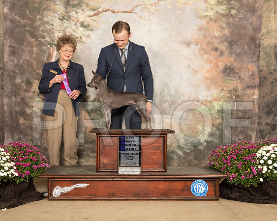 American Hairless Terrier #22 Sun WB Maj NCh Judge Patricia Trotter_SSR_4392-Cntn2018-HR3