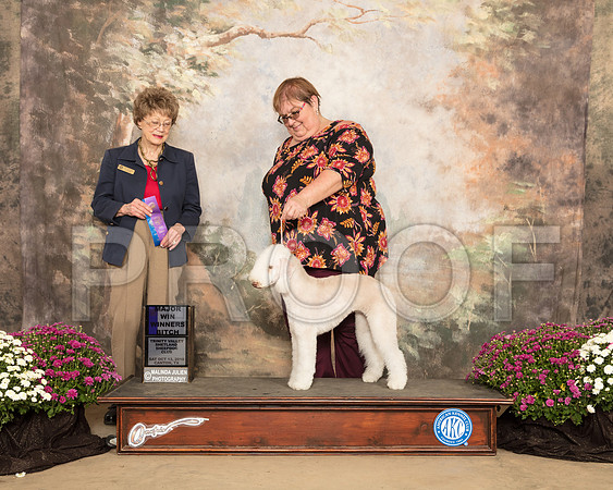 Bedlington Terrier #10 SAT WB Maj Judge Patricia Trotter_SSR_4375-Cntn2018-HR3