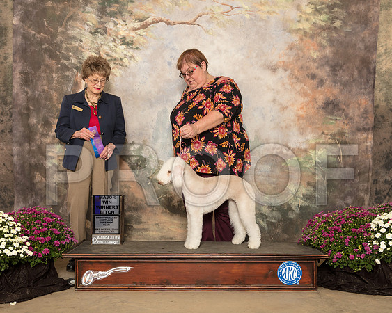 Bedlington Terrier #10 SAT WB Maj Judge Patricia Trotter_SSR_4376-Cntn2018-HR3
