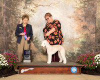 Bedlington Terrier #10 SAT WB Maj Judge Patricia Trotter