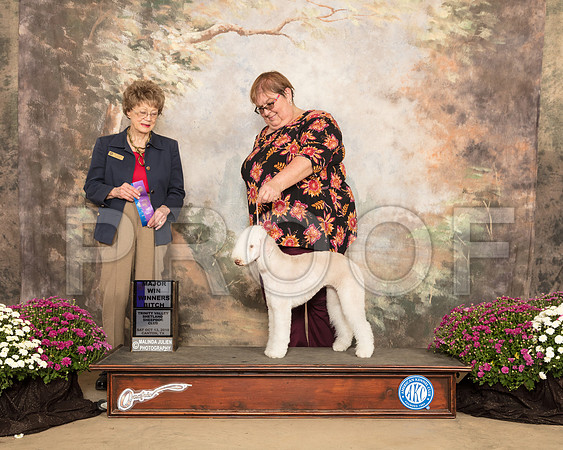 Bedlington Terrier #10 SAT WB Maj Judge Patricia Trotter_SSR_4374-Cntn2018-HR3