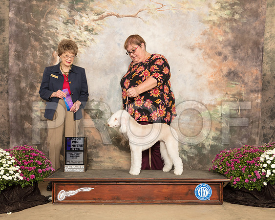 Bedlington Terrier #10 SAT WB Maj Judge Patricia Trotter_SSR_4377-Cntn2018-HR3