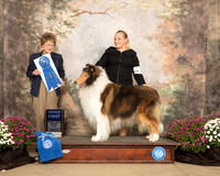 Collie Rough #5 Sun G1 Judge Patricia Trotter