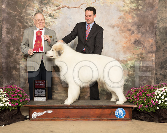 Great Pyrenees #5 Sun G2 Judge Dr Donald Gill_SSR_4395-Cntn2018-HR3
