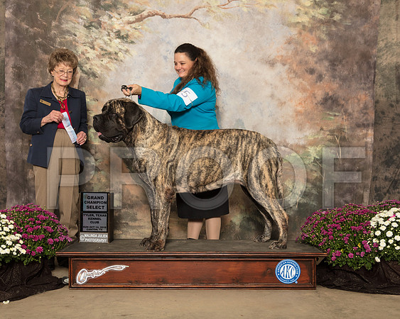 Mastiff #16 Sun SB NGrCh Judge Patricia Trotter_SSR_4389-Cntn2018-HR3