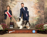Shetland Sheepdog #33 Sun G2 Judge Patricia Trotter
