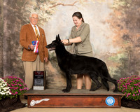 German Shepherd Dog #14 Sun BOS Judge Charles Trotter