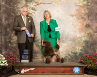 Poodle Miniature #10 Sun WB Judge Richard Albee